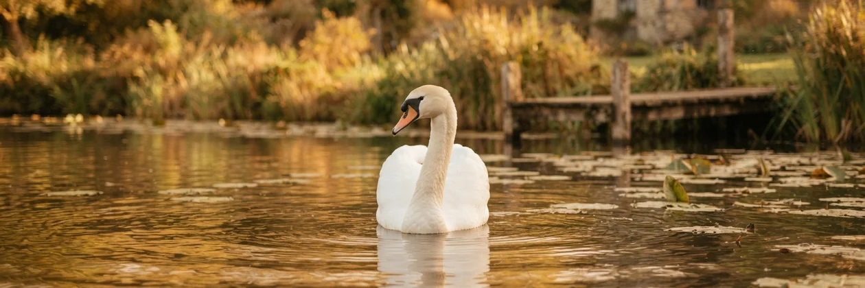 Un cisne blanco de cuello erguido flota solo sobre el agua ámbar de un estanque, entre hojas de nenúfar y cañas doradas.