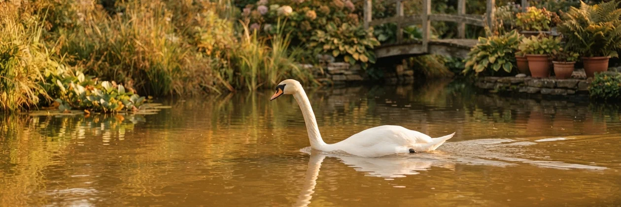 Un cisne blanco de cuello largo avanza sobre el agua dorada de un estanque, con un puente de madera y macetas de flores al fondo.